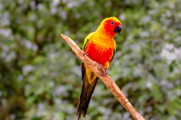Sun Conure