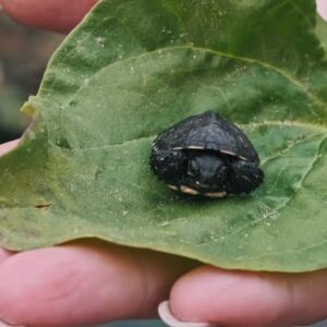 Black Pond Turtle