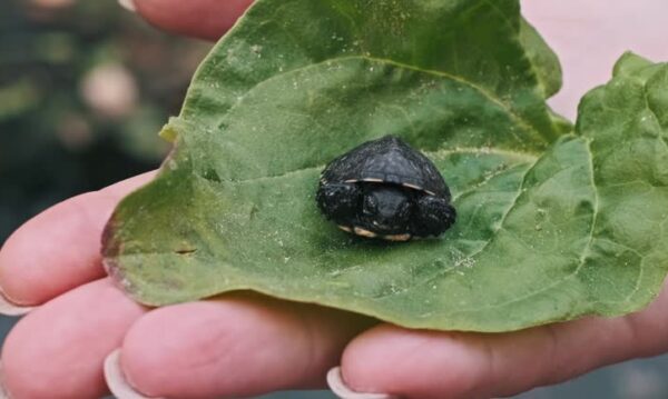 Black Pond Turtle