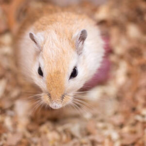 Gerbil