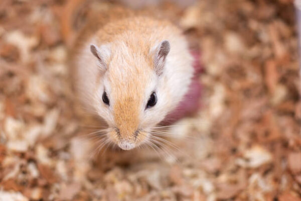 Gerbil
