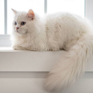 Persian Cat