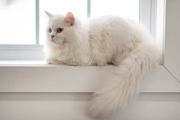 Persian Cat