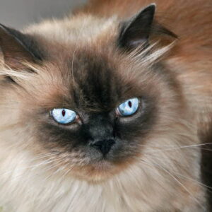 Himalyan Cat