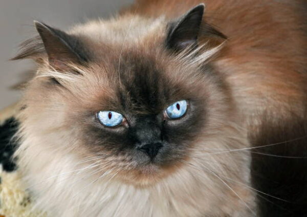 Himalyan Cat