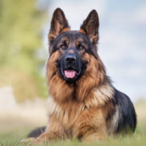 German Shepherd