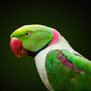 Parakeet