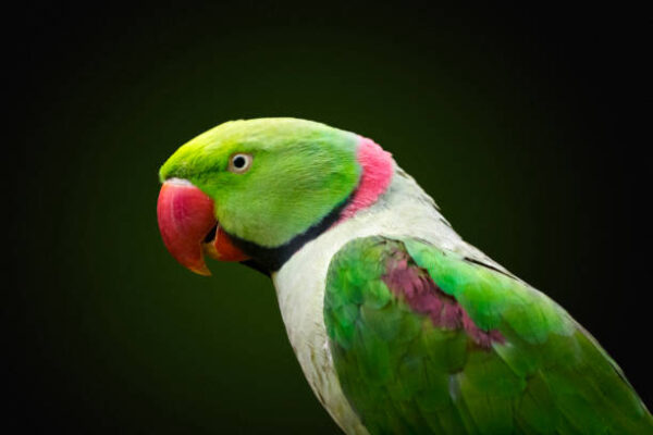 Parakeet