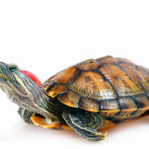Red Ear Slider