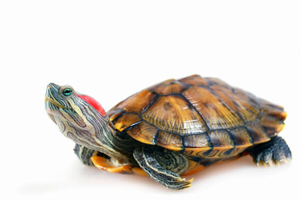 Red Ear Slider