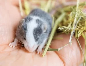 Fancy Mouse