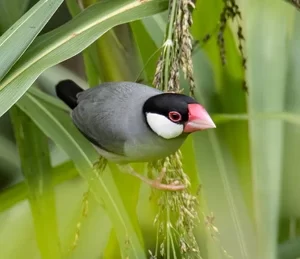 Java