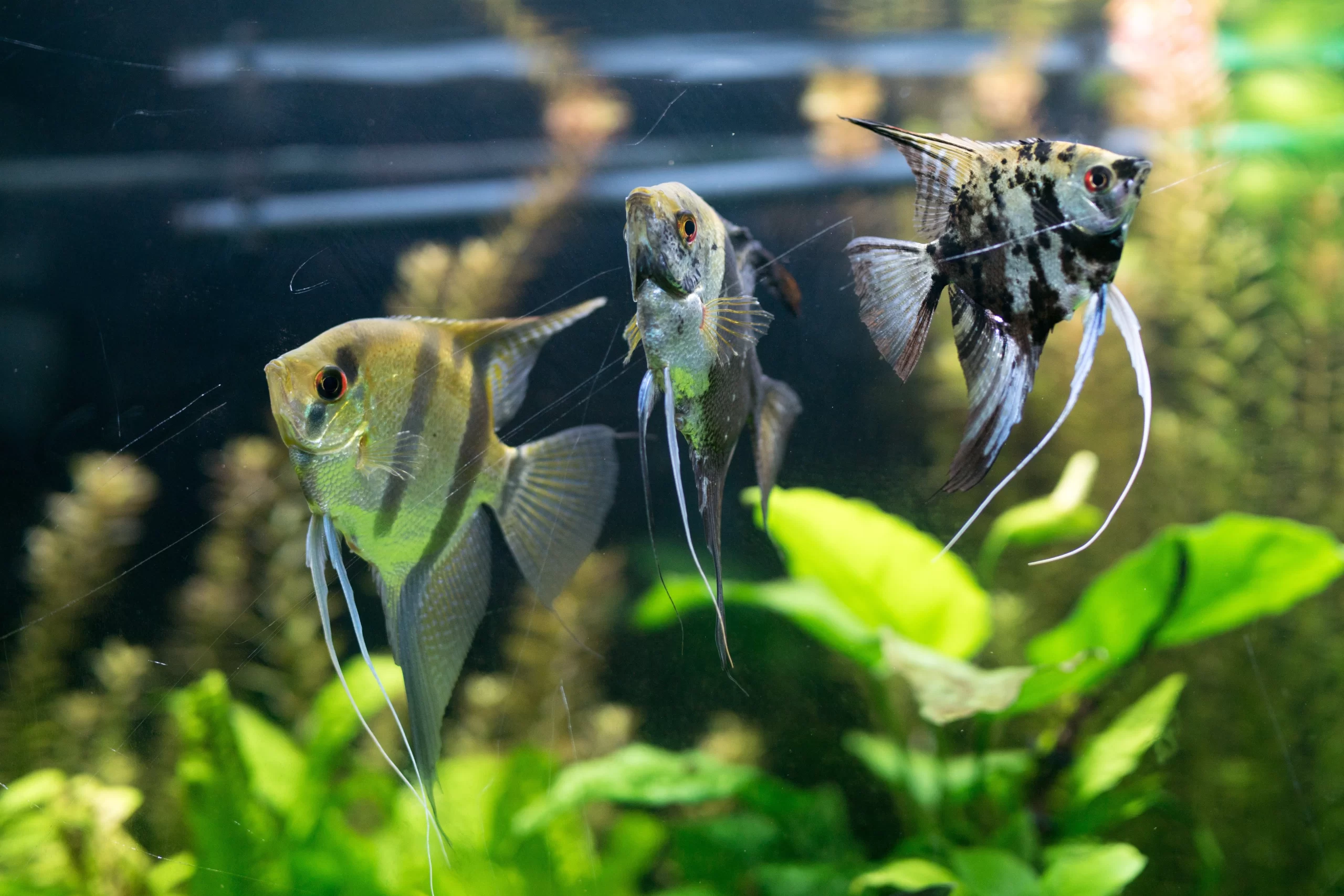 Aquarium_fish_Angel_fish