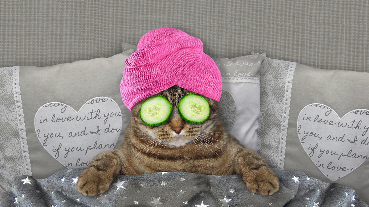 Commerce-Cat-Spa-Day-iStock-1148008918