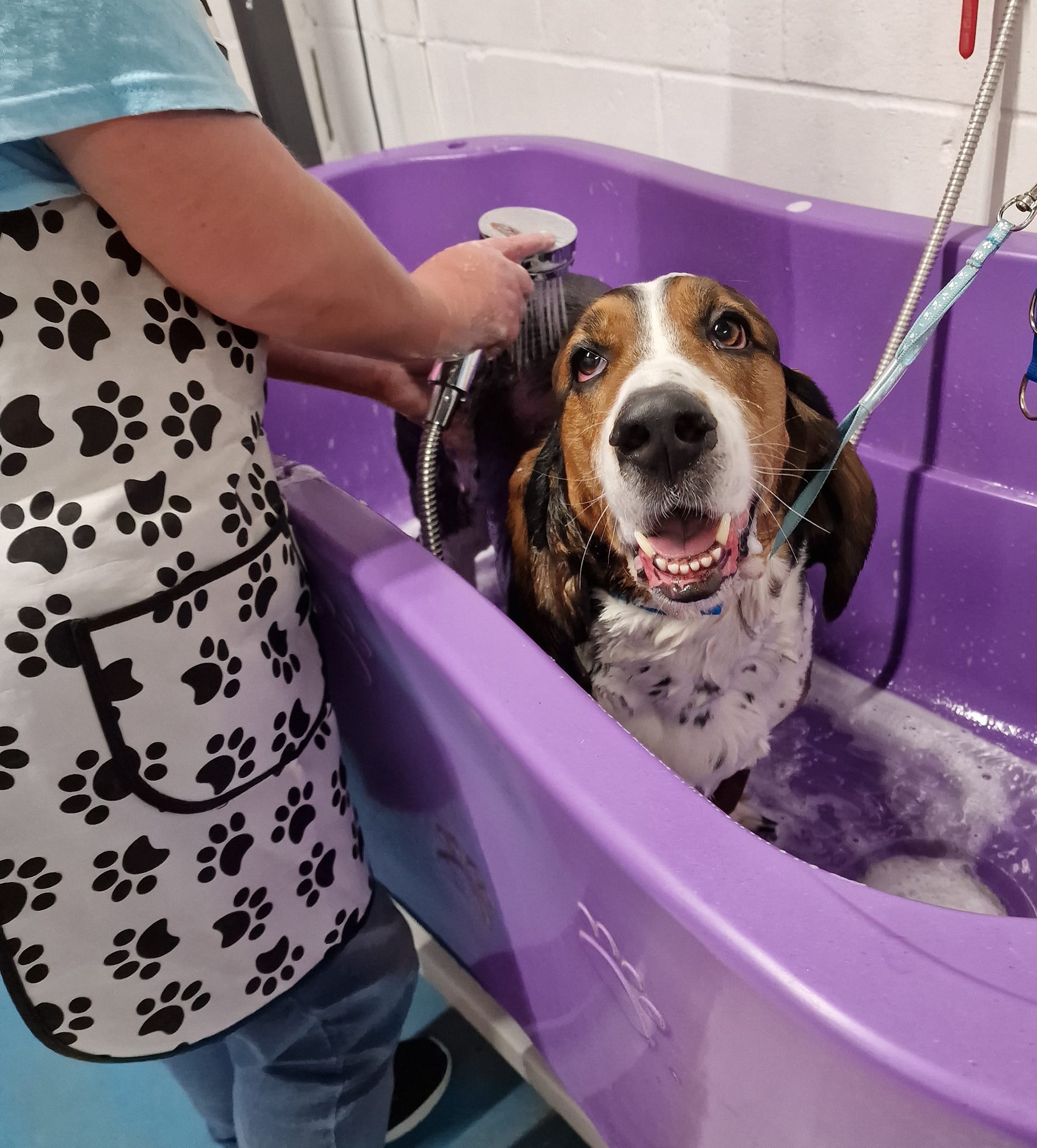 Dollys-Spa-Dog-Grooming-Ipswich-Image-1