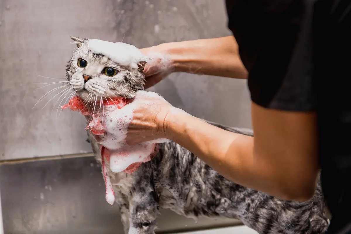 cat-getting-a-bath