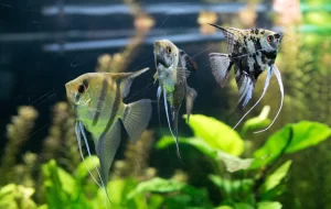 Aquarium_fish_Angel_fish