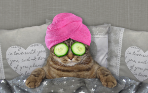 Commerce-Cat-Spa-Day-iStock-1148008918