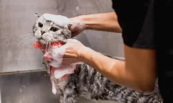 cat-getting-a-bath