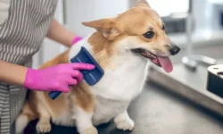 istockphoto-1313441533-612x612